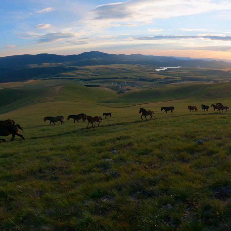 Krdo konja na Čukeru (Zlatibor)..